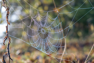 Spider net outdoors on sunny summer or autumn day. Natural wild life