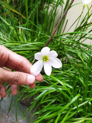 Hand holding flower