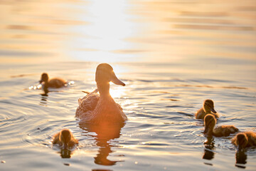 Wild duck family of mother bird and her chicks swimming on lake water at bright sunset. Birdwatching concept