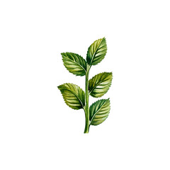 Branch with green leaves. Watercolor illustration. Isolated. For labels, packaging, banners.