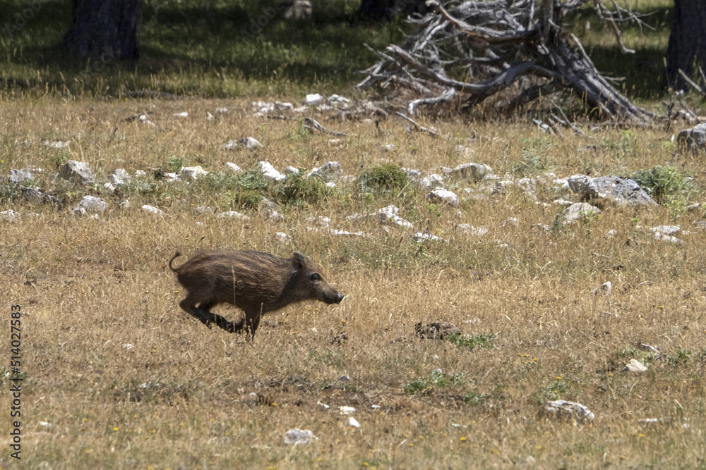 Canvas Prints baby newborn wild boar portrait in the forest in summer