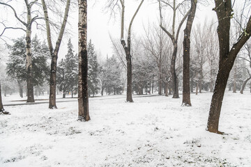 Snow in Beijing's Temple of Heaven Park