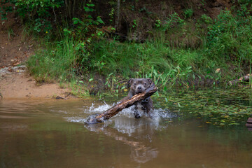 Happy dog carries huge wooden log between her jaws.