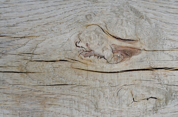 Wood texture. Lining boards wall. Wooden background. pattern. Showing growth rings..