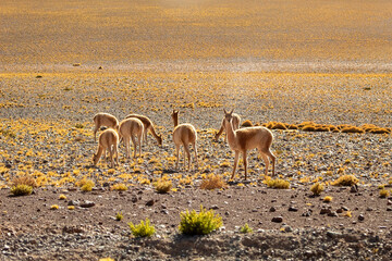 Some wild Vicuñas feeding in the Atacama Desert