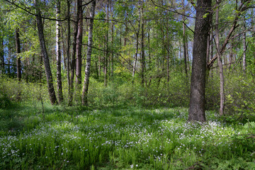 Fototapeta premium Spring forest trees, flowers, grass in the early morning.