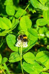 Bombus on a flower