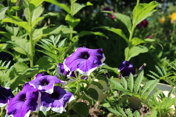 Purple petunia flowers blooming in garden among others plants