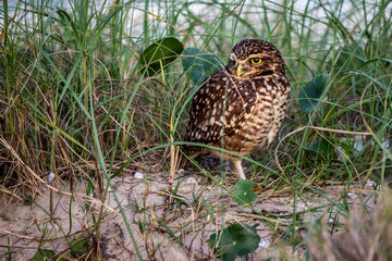 bird in the grass