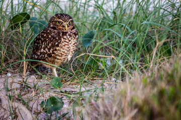 owl in the grass
