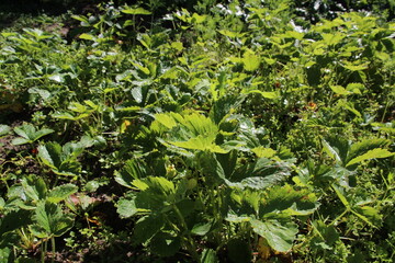 strawberry field in summer sun light