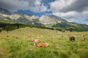 Fototapeta premium Beautiful nature. Grazing cows with an amazing view of mountain hiking trail road. Italy Malga Montasio Forca Disteis