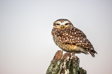owl on a branch
