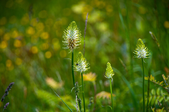Wegerich_Bl&uuml;te_8461