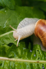 Soft focused macro shot of snail eating green fresh foliage after rain in the garden