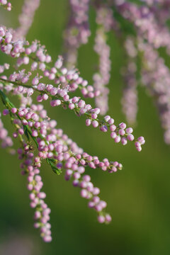 Soft Focused Macro Shot Of Beautiful Pink Tamarix Flowers, Spring Flora Blossom. Tamaricaceae Or Tamarisk