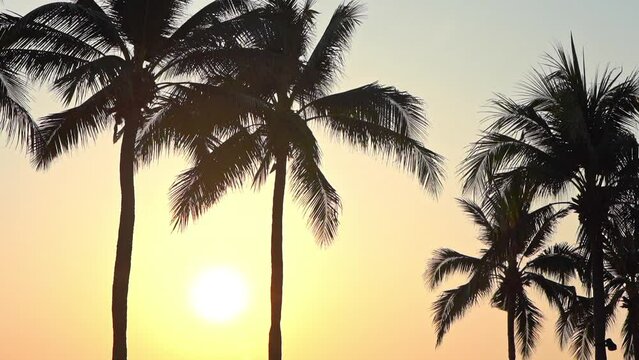 Silhouetted Coconut Palms Against Golden Sunset at Miami Beach. Tops of palm trees against a background with sun. Summer traveling vacation and tropical concept