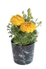 Renoncule jaune en pot