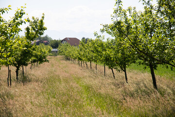 Fototapeta na wymiar Apple orchard in spring.
