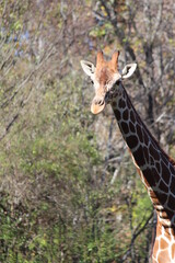 giraffe in the zoo