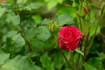 Beautiful bright pink rose in full bloom with dark background. Close up. 