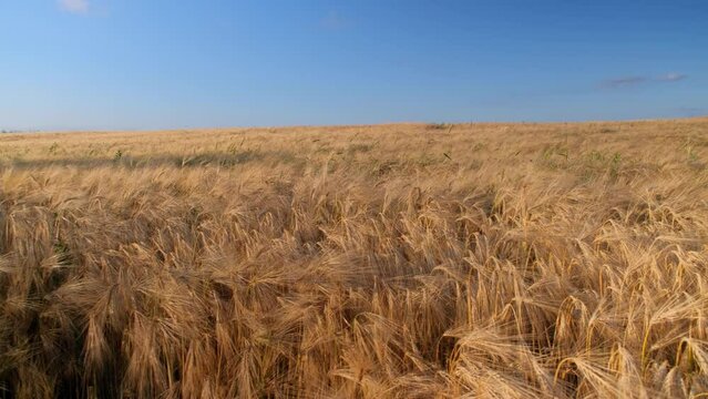 Wheat crop field swaying though wind. A Field Of Wheat.