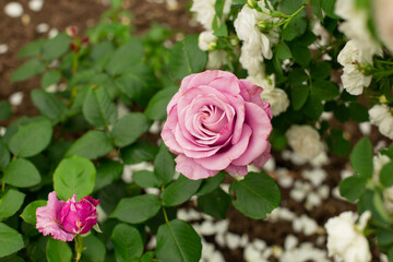 Beautiful pink rose in a garden. Neat pink bud on a background of green leaves and white petals.