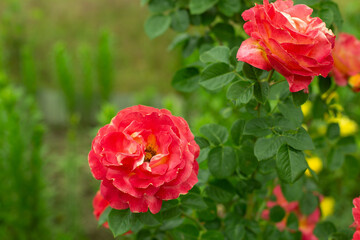 Unusual bright red orange rose. Bright color flower petals. Beautiful urban summer roses.