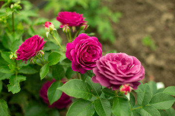 Dark pink roses in a garden