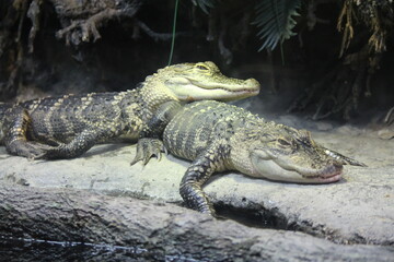alligator in the everglades