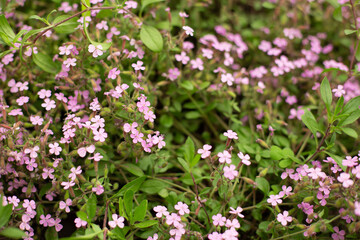 Alyssum, Purple Flowers and Green Leaves