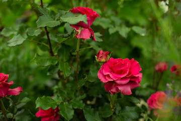 Red rose with a shade of pink on a background of green leaves