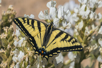 swallowtail butterfly on a flower