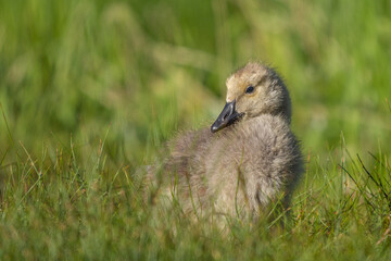canada goose gosling on the grass