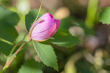 wild pink rose bud with leaves