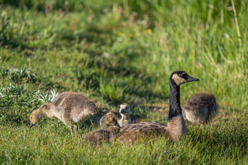 canada goose and goslings on the grass