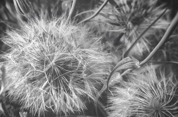 Black and white large dandelions close-up
