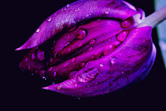 Gotas de lluvia sobre tulip&aacute;n