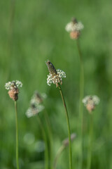 Inflorescence of ribwort plantain (Plantago lanceolata).
