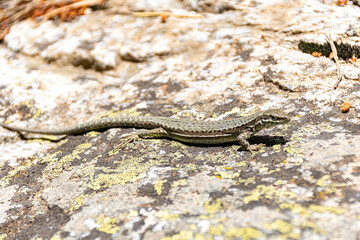 lizard on a rock