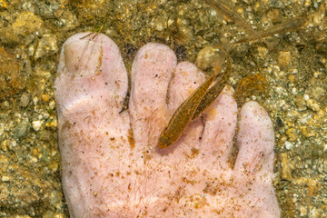 fish swimming between feet