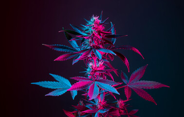 Cannabis herb in purple and blue neon color. Blooming medical marijuana bush in colored light on...