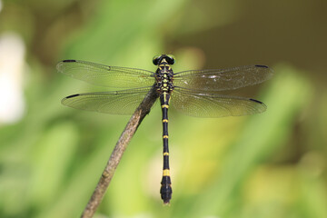 Banded Dragonfly,a black with yellow dragonfly sitting on the tree branch in the garden