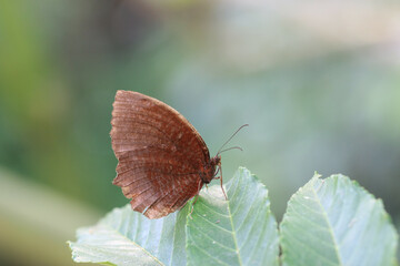 Brush-footed butterfly(Ariadne ariadne pallidior),a beautiful colorful butterfly sitting on the green leaf in the garden
