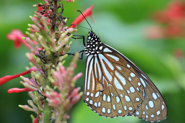 Fototapeta na wymiar Blue Spotted Milkweed(Blue Tiger) butterfly,a beautiful colorful butterfly sitting on the red flower in the garden 