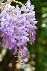 Wisteria sinensis (Chinese wisteria) in full bloom at spring