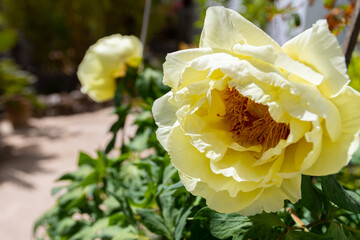Paeonia Bartzella (Itoh peony) yellow