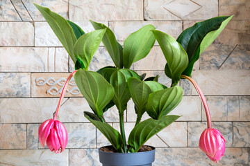 Medinilla magnifica (showy medinilla, rose grape, Philippine orchid) plant