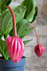 Medinilla magnifica (showy medinilla, rose grape, Philippine orchid) plant