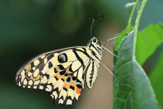 Lime Butterfly(Chequered Swallowtail),a beautiful colorful butterfly resting on the green leaf in the garden 